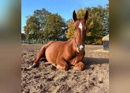 Westfale, Stute, 3 Jahre, 160 cm, Fuchs