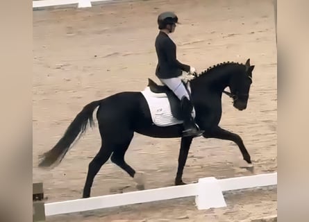 Westfale, Stute, 3 Jahre, 160 cm, Rappe