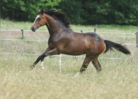 Westfale, Stute, 3 Jahre, 162 cm, Brauner