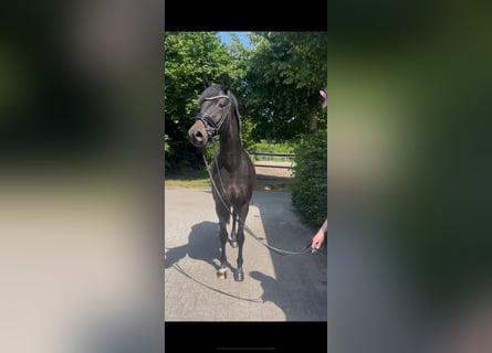 Westfale, Stute, 3 Jahre, 162 cm, Dunkelbrauner