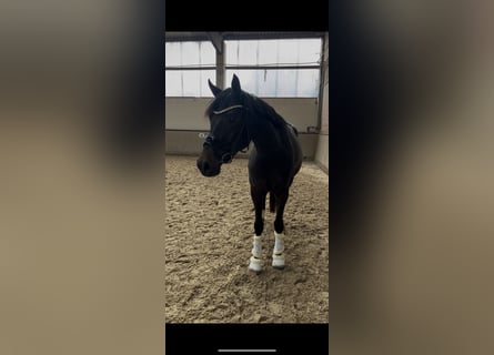 Westfale, Stute, 3 Jahre, 162 cm, Dunkelbrauner