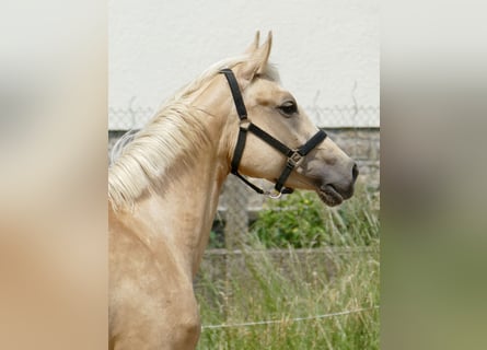 Westfale, Stute, 3 Jahre, 162 cm, Palomino