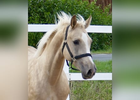 Westfale, Stute, 3 Jahre, 162 cm, Palomino