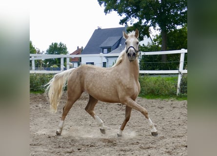 Westfale, Stute, 3 Jahre, 162 cm, Palomino