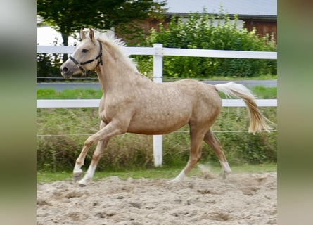 Westfale, Stute, 3 Jahre, 162 cm, Palomino