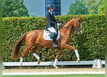 Westfale, Stute, 3 Jahre, 164 cm, Fuchs