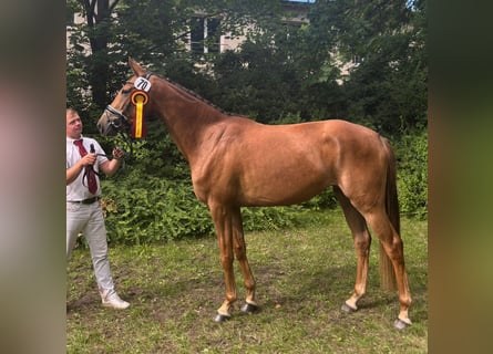 Westfale, Stute, 3 Jahre, 164 cm, Fuchs