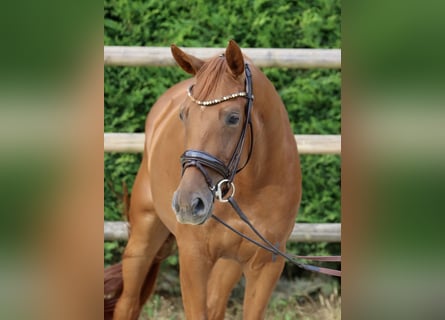 Westfale, Stute, 3 Jahre, 164 cm, Fuchs