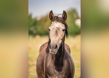 Westfale, Stute, 3 Jahre, 165 cm, Apfelschimmel