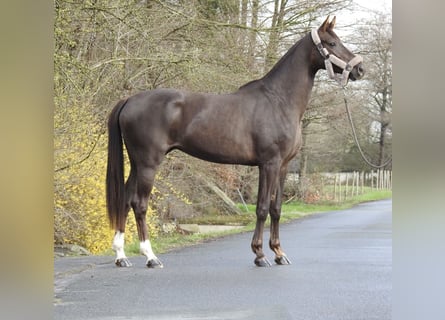 Westfale, Stute, 3 Jahre, 165 cm, Dunkelfuchs