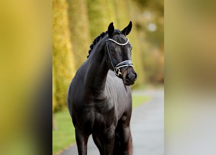 Westfale, Stute, 3 Jahre, 165 cm, Schwarzbrauner