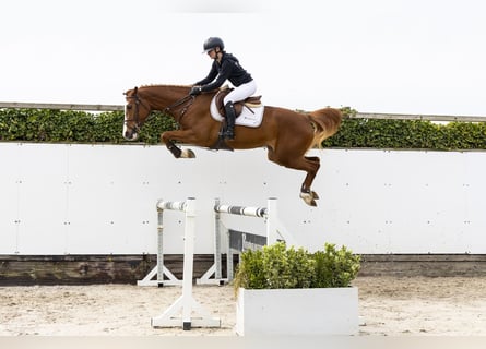 Westfale, Stute, 3 Jahre, 165 cm