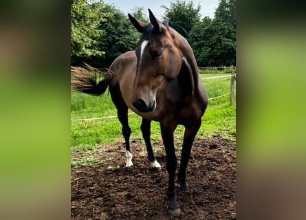 Westfale, Stute, 3 Jahre, 166 cm, Brauner