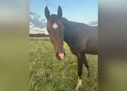 Westfale, Stute, 3 Jahre, 166 cm, Dunkelbrauner