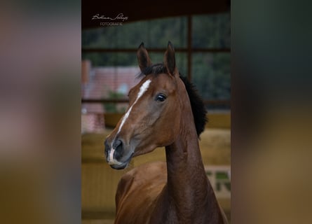 Westfale, Stute, 3 Jahre, 167 cm, Brauner