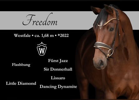 Westfale, Stute, 3 Jahre, 168 cm, Brauner