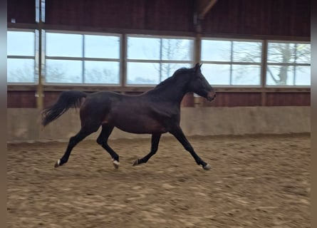 Westfale, Stute, 3 Jahre, 168 cm, Dunkelbrauner