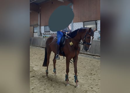 Westfale, Stute, 3 Jahre, 168 cm, Dunkelfuchs
