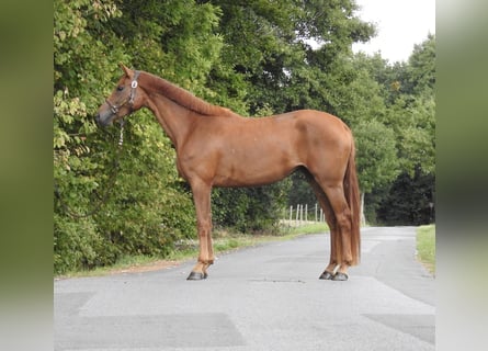 Westfale, Stute, 3 Jahre, 168 cm, Fuchs
