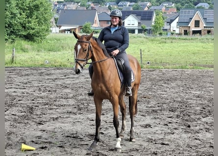 Westfale, Stute, 3 Jahre, 170 cm, Brauner