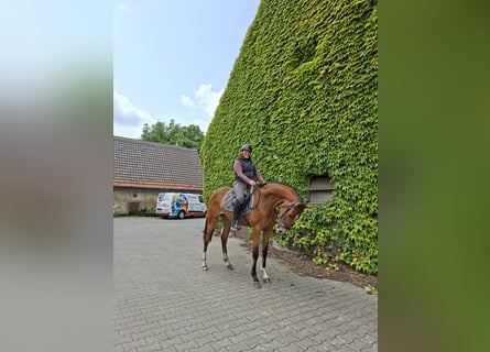 Westfale, Stute, 3 Jahre, 170 cm, Brauner