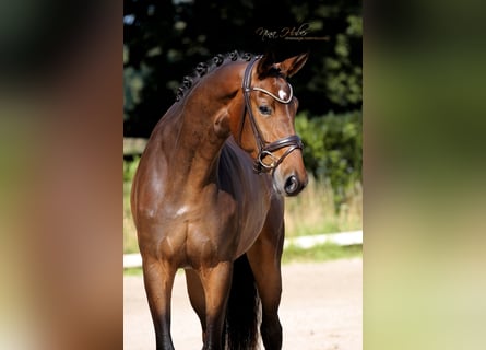 Westfale, Stute, 3 Jahre, 170 cm, Brauner
