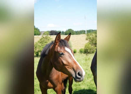 Westfale, Stute, 3 Jahre, 170 cm, Brauner