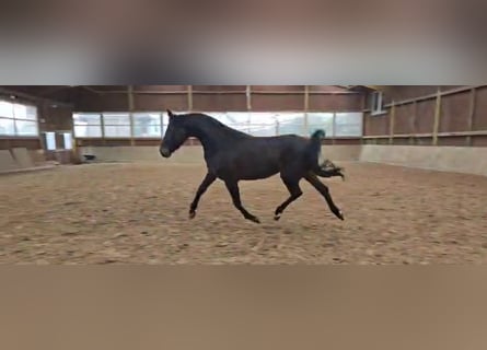 Westfale, Stute, 3 Jahre, 170 cm, Dunkelbrauner