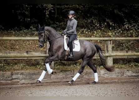 Westfale, Stute, 3 Jahre, 170 cm, Rappschimmel