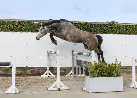 Westfale, Stute, 3 Jahre, 171 cm, Schimmel