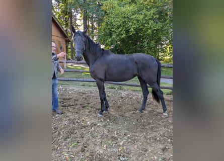Westfale, Stute, 3 Jahre, 173 cm, Rappe