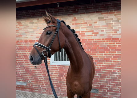 Westfale, Stute, 3 Jahre, 174 cm, Brauner
