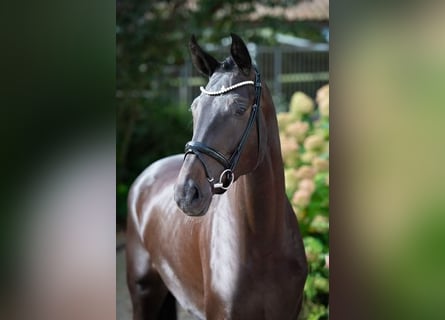 Westfale, Stute, 3 Jahre, 178 cm, Schwarzbrauner