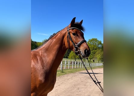 Westfale, Stute, 3 Jahre, Brauner