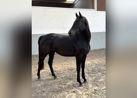 Westfale, Stute, 3 Jahre, Rappe