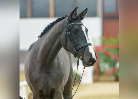 Westfale, Stute, 3 Jahre, Schwarzbrauner