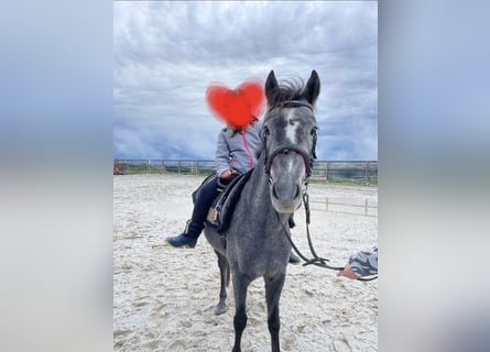 Westfale, Stute, 4 Jahre, 135 cm, Rappschimmel