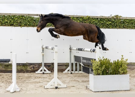 Westfale, Stute, 4 Jahre, 160 cm, Brauner