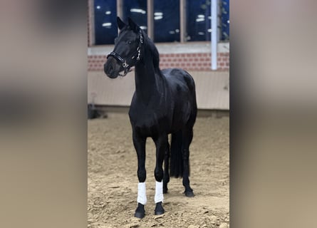 Westfale, Stute, 4 Jahre, 160 cm, Rappe