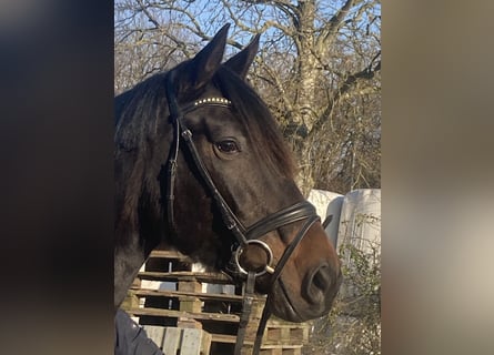 Westfale, Stute, 4 Jahre, 160 cm, Schwarzbrauner