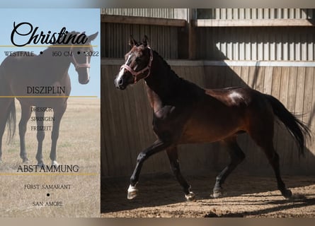 Westfale, Stute, 4 Jahre, 160 cm, Schwarzbrauner