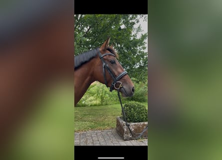 Westfale, Stute, 4 Jahre, 161 cm, Brauner