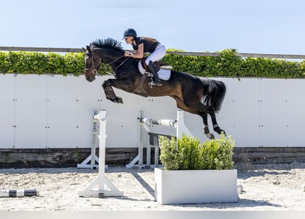Westfale, Stute, 4 Jahre, 161 cm