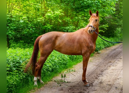 Westfale, Stute, 4 Jahre, 162 cm, Fuchs