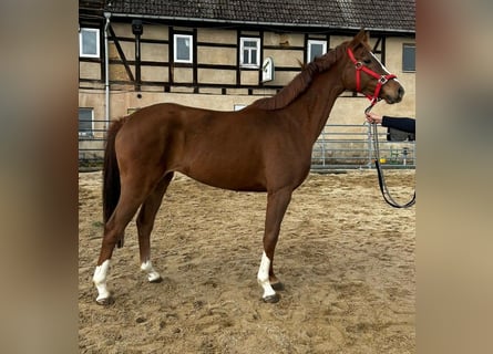 Westfale, Stute, 4 Jahre, 162 cm, Fuchs