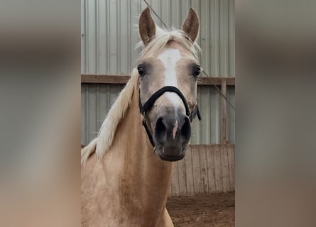 Westfale, Stute, 4 Jahre, 162 cm, Palomino