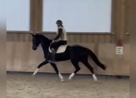 Westfale, Stute, 4 Jahre, 162 cm, Rappe