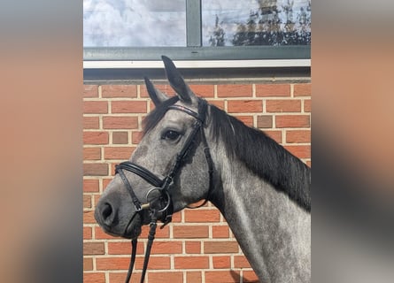 Westfale, Stute, 4 Jahre, 162 cm, Schimmel