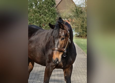 Westfale, Stute, 4 Jahre, 163 cm, Dunkelbrauner