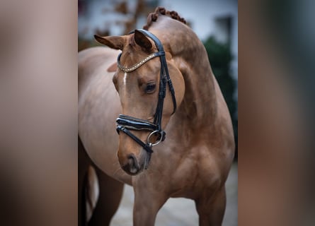 Westfale, Stute, 4 Jahre, 163 cm, Fuchs